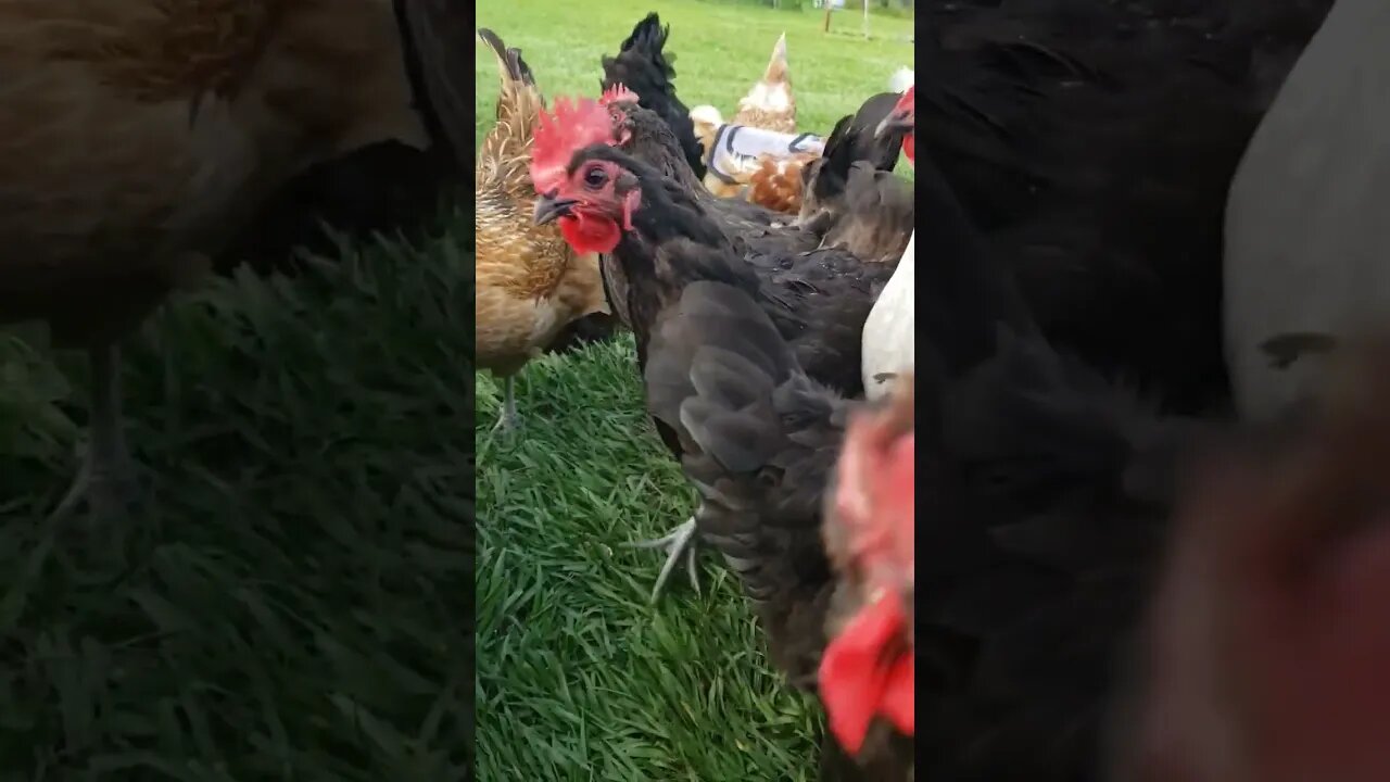 Chickens #homesteading #chickens #chickenlife