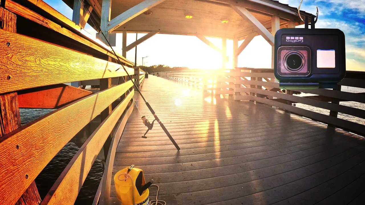 Sheepshead Beneath the Pier at Ballast Point Park