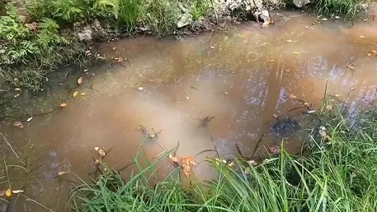 Pond Goldfish as survival Food