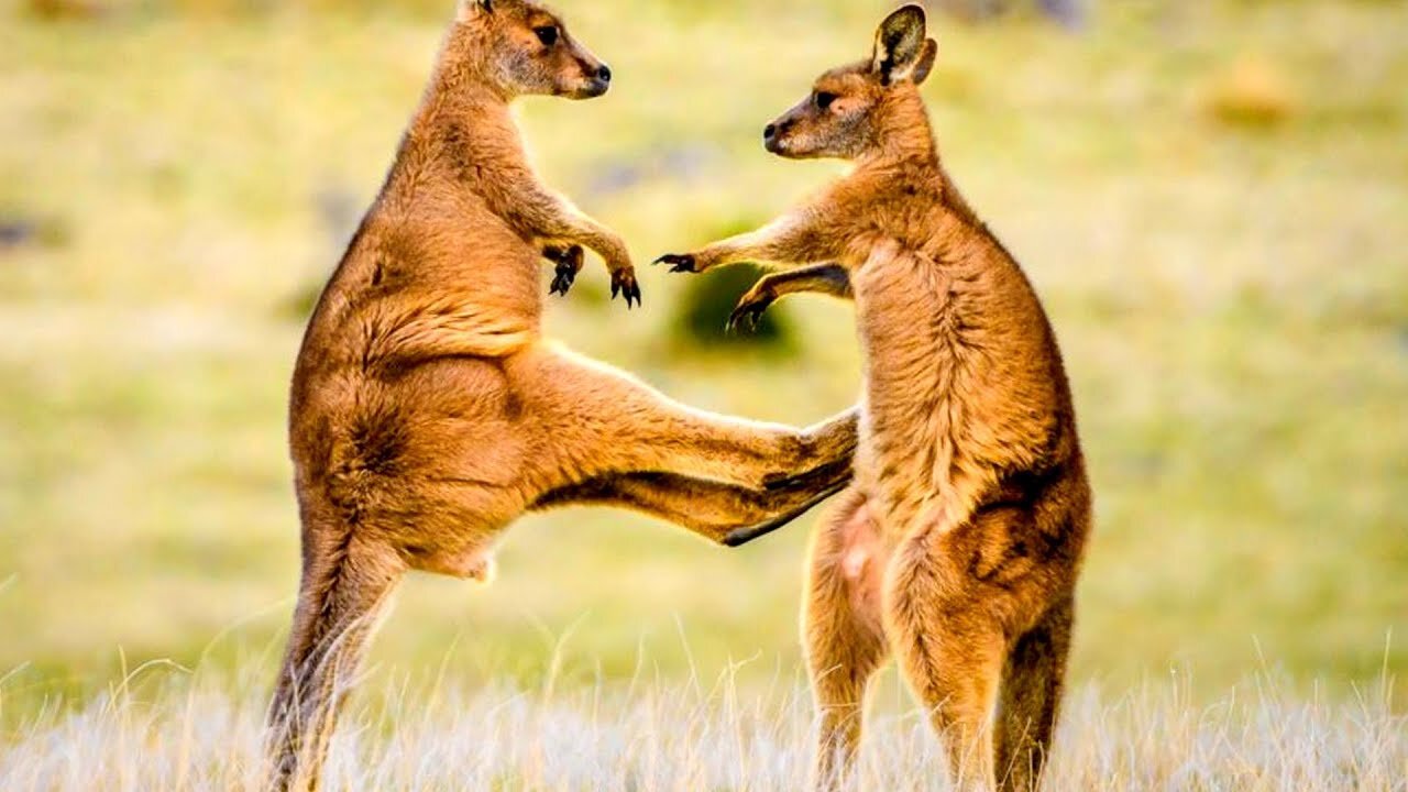 Amazing kangaroo wrestling 2021 WWE- fight