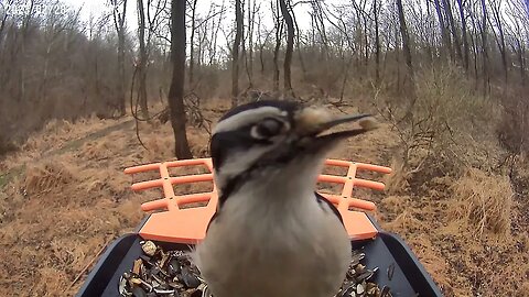 BirdKiss AI Smart Bird Feeder: Aggressive Female Downy 1