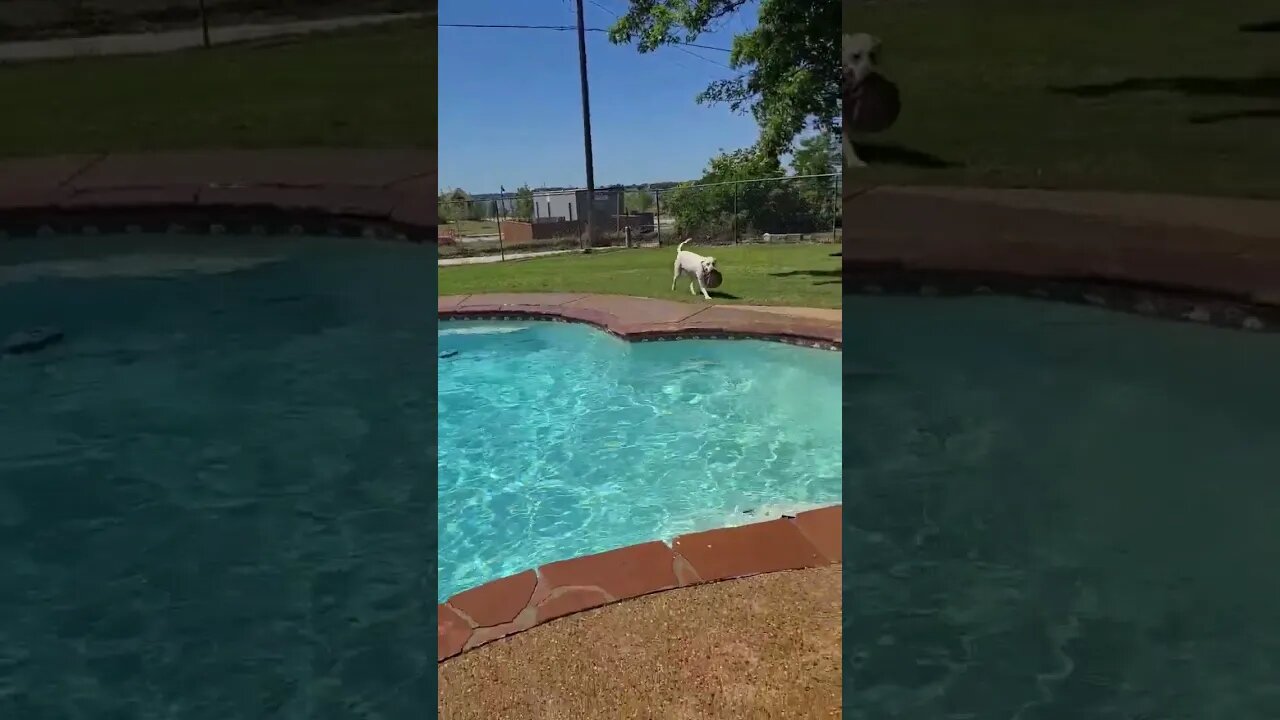 Lab doing Lab things
