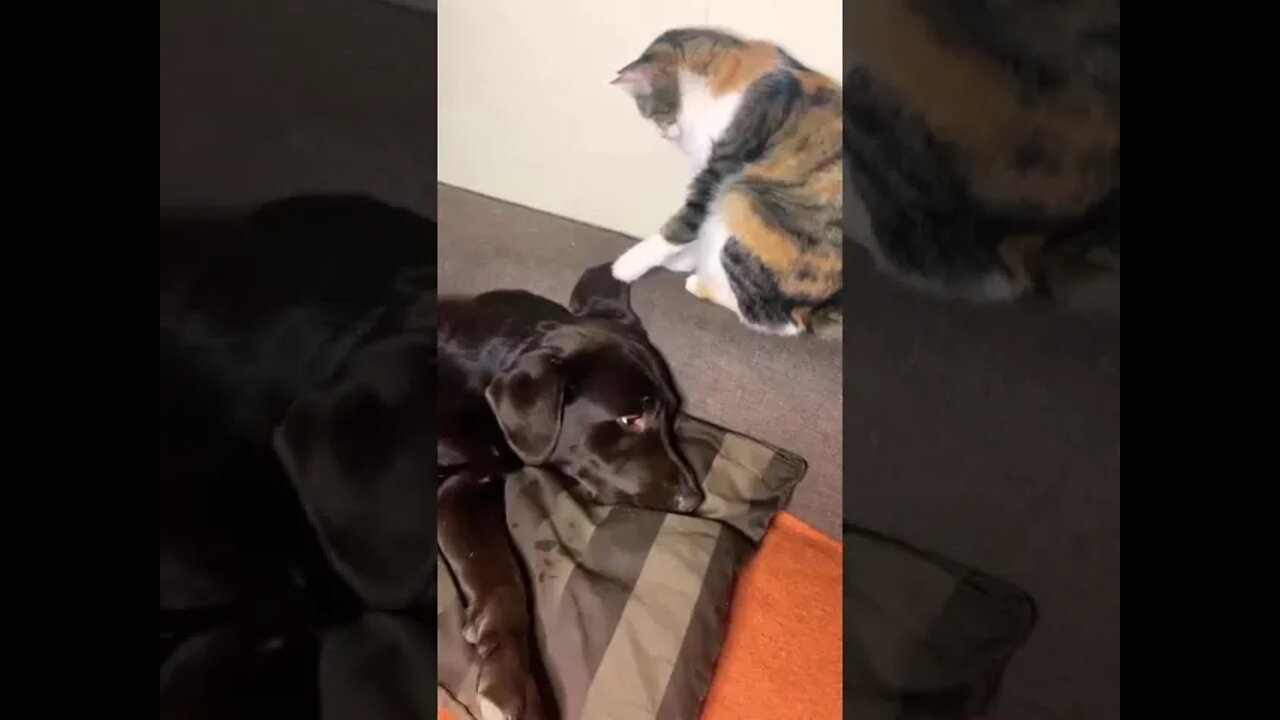 Cute and funny cat videos/#kitten #cat #kitty #funny kitten #funnycat #trending #shorts #tiktok (5)