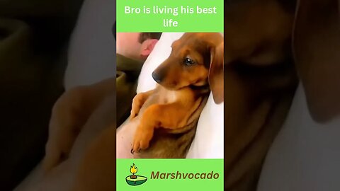 Cute dog watching TV #shorts #funny #marshvocado #dog #dogsoftiktok #doglife #fyp #puppies #trending