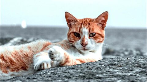 Fed-Up Cat Chokes Owner to Death! (Kinda 🤣) (#43) | Funny Cat Videos (#Clips)