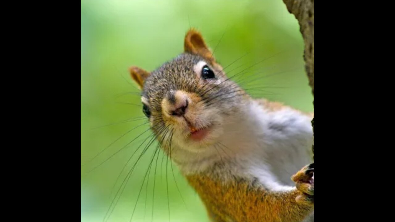 SQUIRREL AND CHIPMUNK COMPLICATION OF FUNNY VEDIO