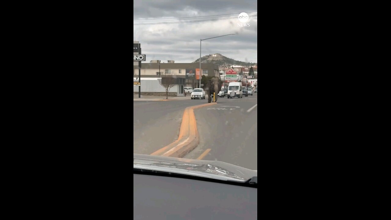 Elephant roams through butte Montana streets after escaping circus