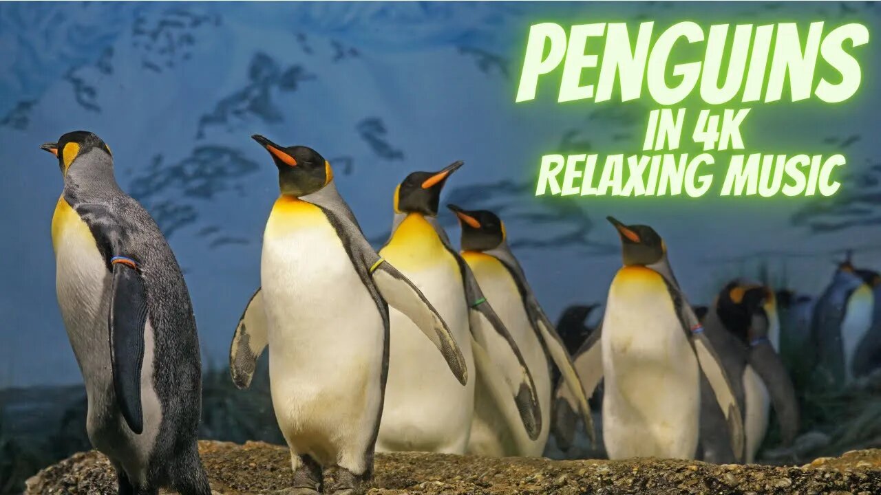 Penguins in 4K / With Best Relaxing Music - Rare & Colorful Sea Life Video