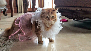 Patient Dressed Up Cat Watches Great Dane Play