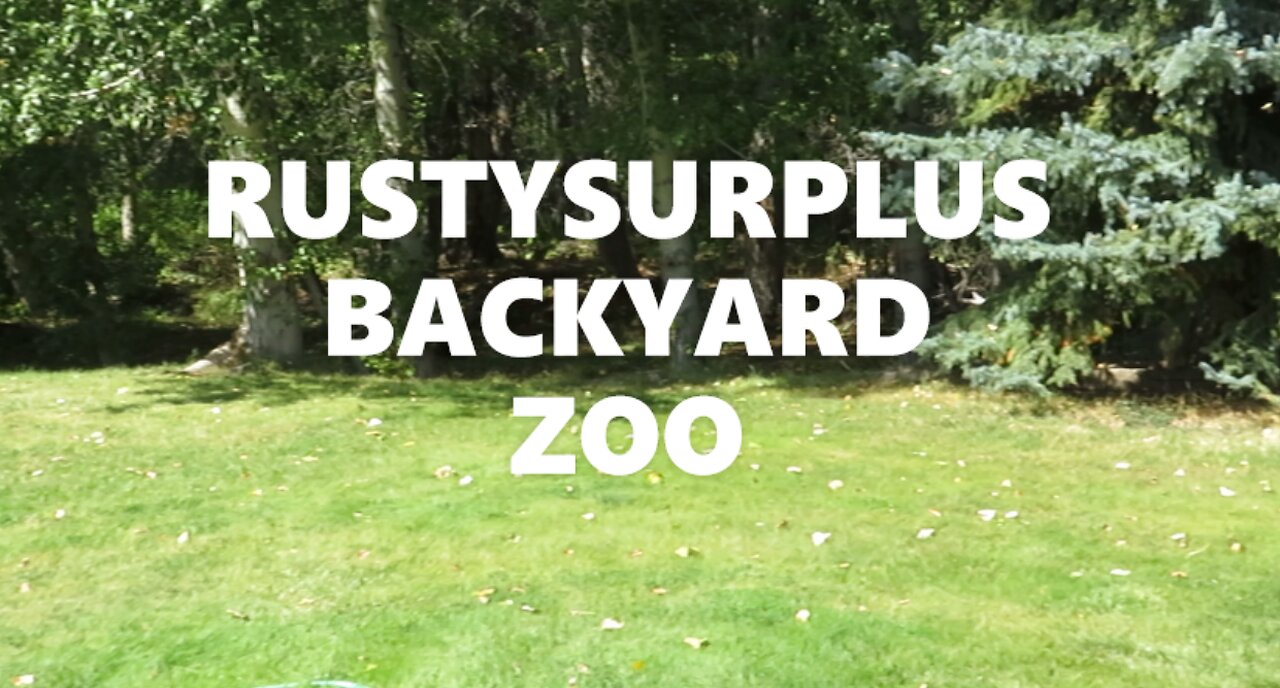 RUSTYSURPLUS BACKYARD ZOO