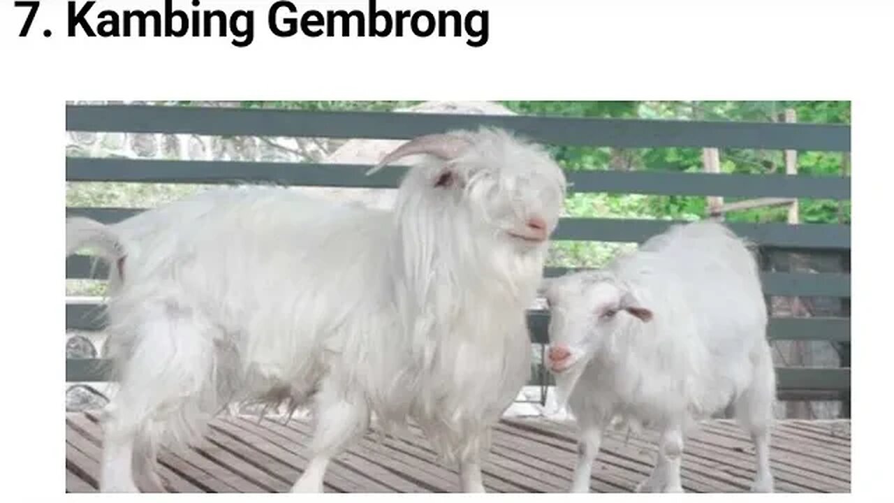 KAMBING GEMBRONG