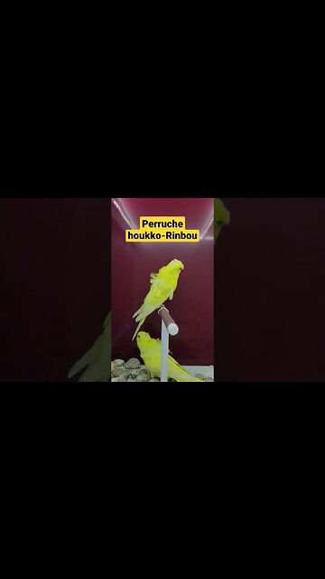 perruche houkko très rare