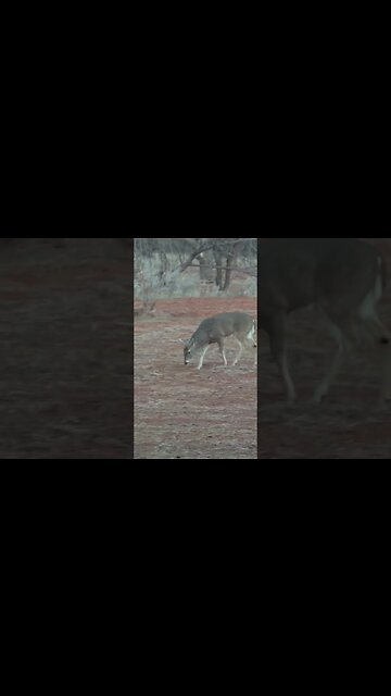 How OLD do you think this Buck is? #deer #deerhunting #biology #hunting #shorts