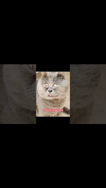 наши милые котики (4)