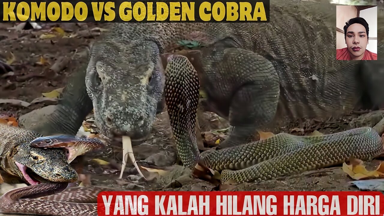 KING COBRA VS KOMODO DRAGON - Who Will Win?