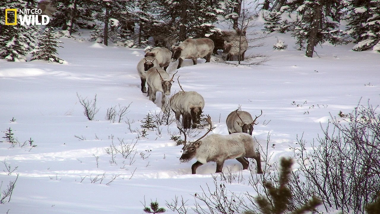 BBC I The phenomenon of snow in the wilderness I Wild Animals