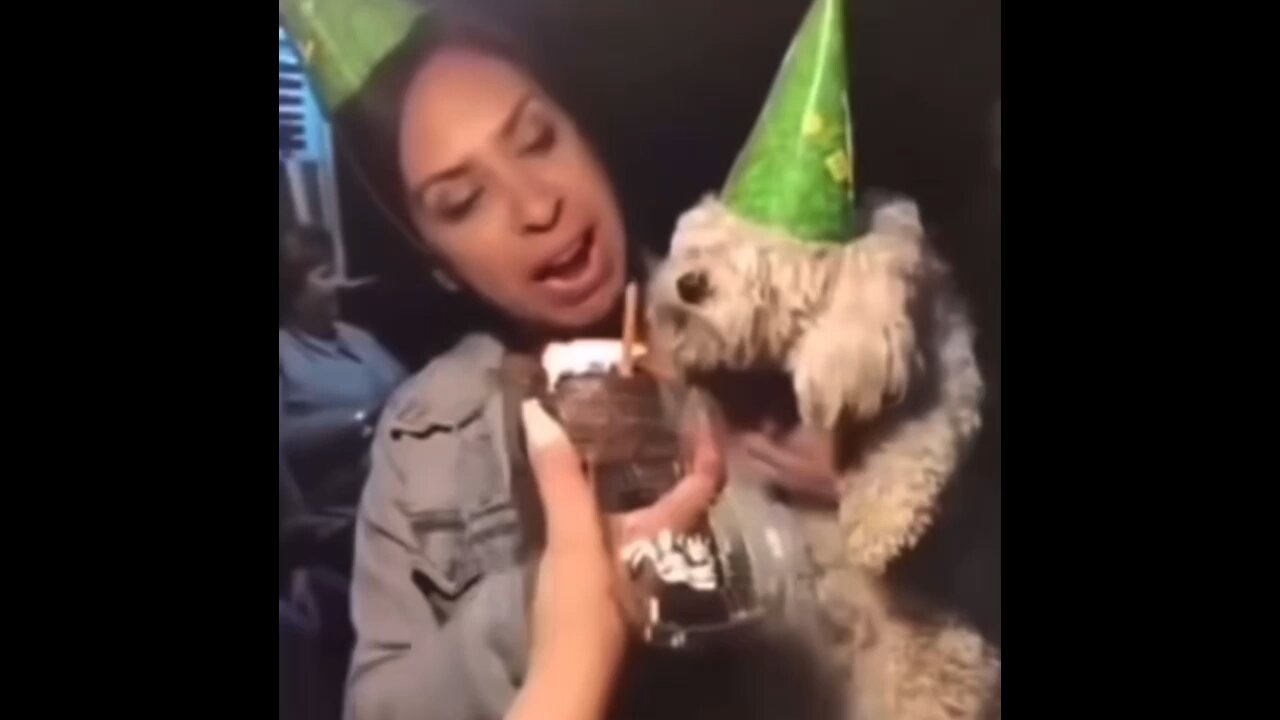 DOG GETS CAKE TO THE FACE ON HIS BIRTHDAY (FUNNY)