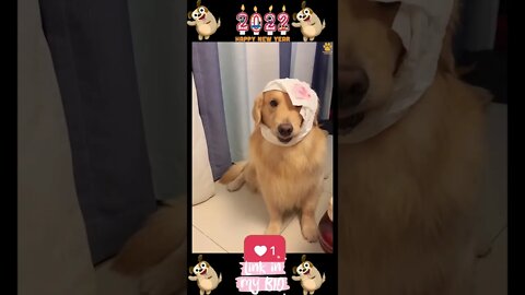 #11_😂🐶😂 #Baby #Dogs - #Cute and #Funny #Dog Video 😂🐶😂 (#2022)