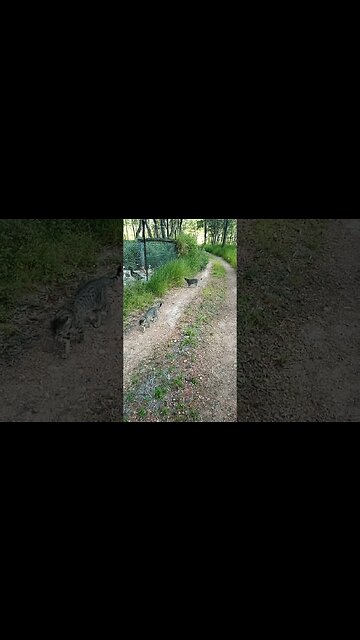 Skippy Blue and Puss puss kitten, coming up the driveway, we stop to say hello to the ducks