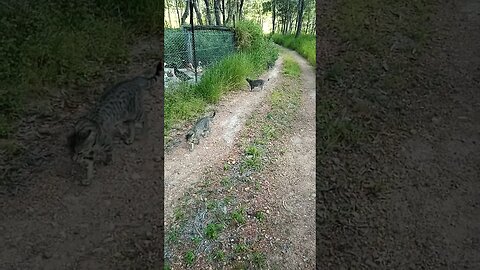 Skippy Blue and Puss puss kitten, coming up the driveway, we stop to say hello to the ducks