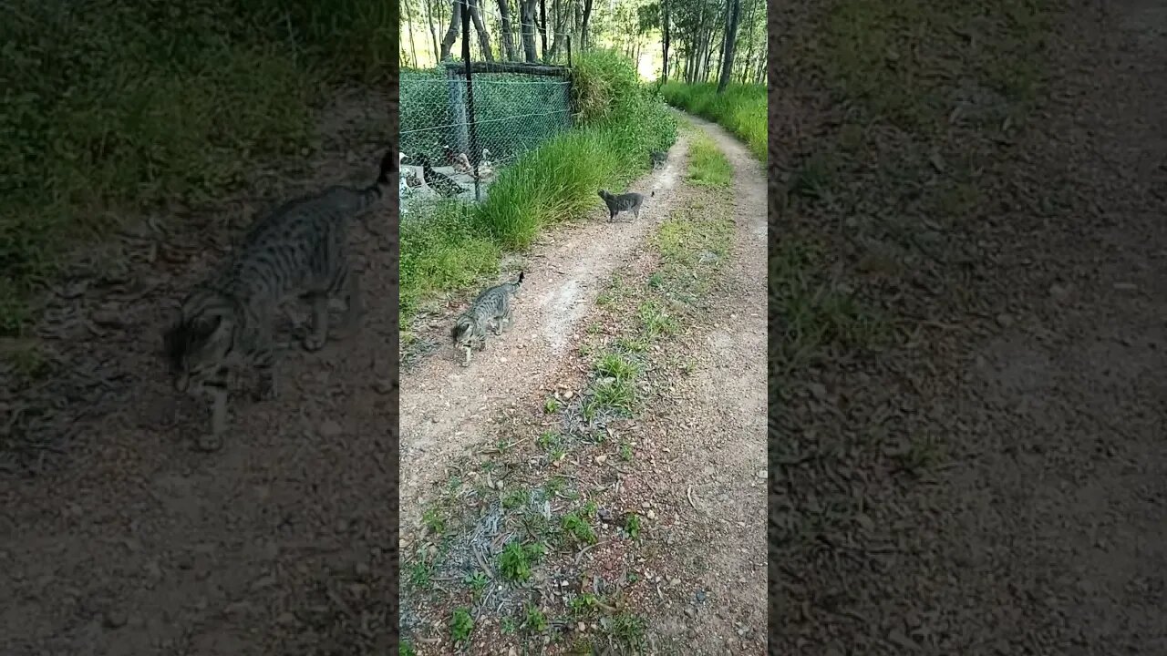 Skippy Blue and Puss puss kitten, coming up the driveway, we stop to say hello to the ducks