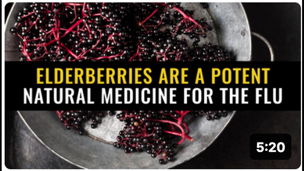 Elderberries are a potent natural medicine for the flu