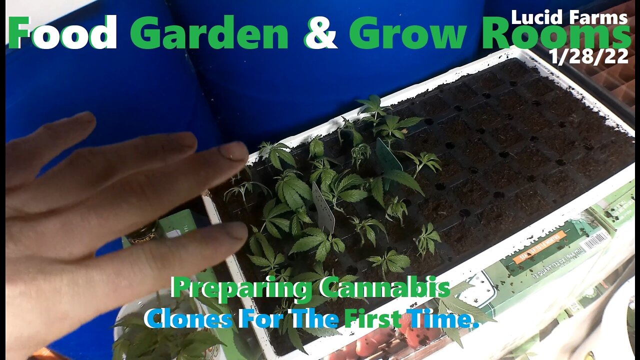 Preparing Cannabis Clones For The First Time. 1/28/22 Food Garden & Grow Rooms.