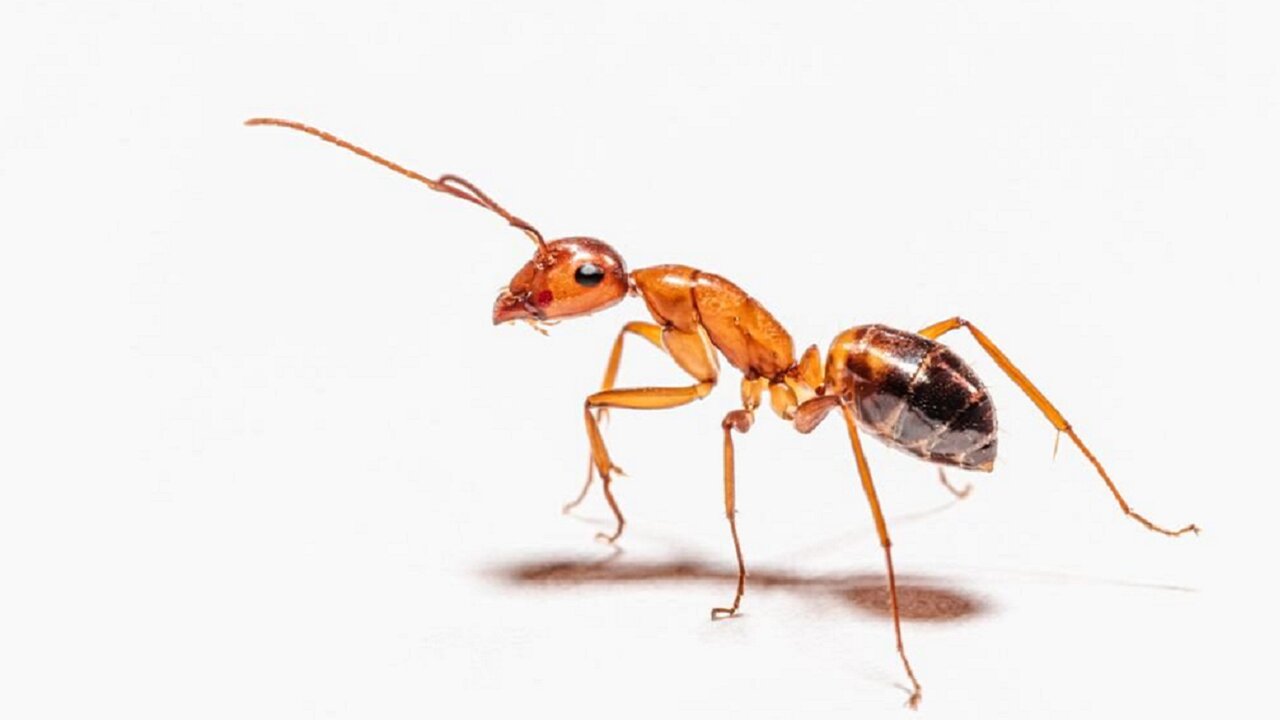 What If Ants Were the Size of Elephants?