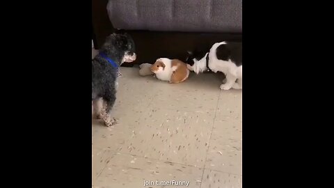 Funny cat Video