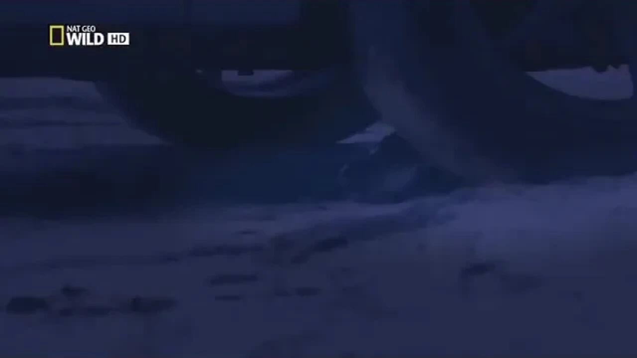 THE ~ SILENT ~ KILLER ~ ANACONDA National Geographic Documentary