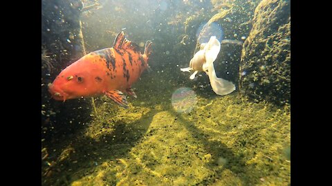 Inside the Koi Pond