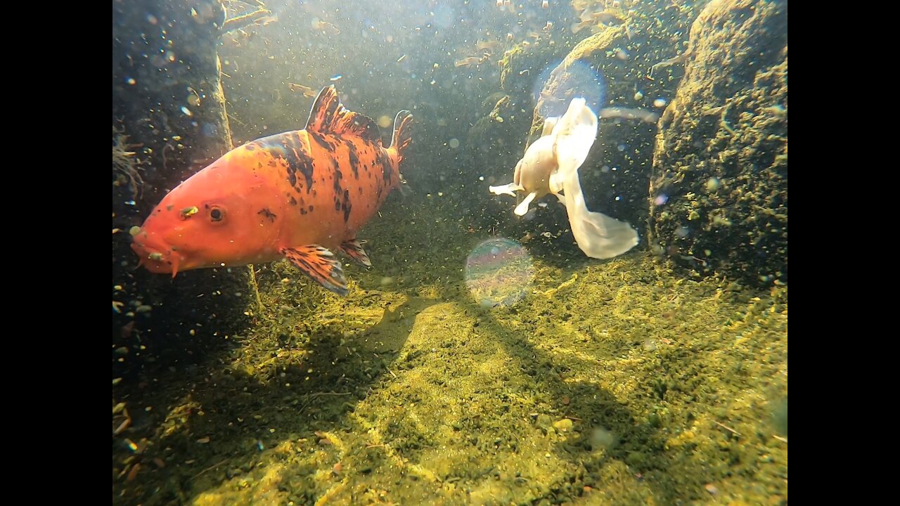 Inside the Koi Pond