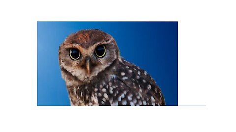 Burrowing owl comes out of the hole and goes to the pole wire