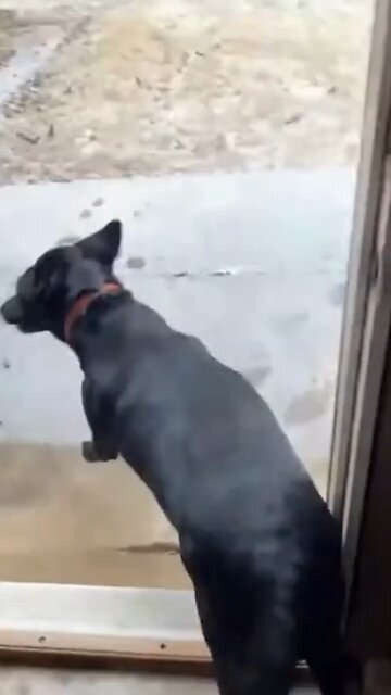 Funny Dogs😂🤣😂🤣 latest video🎉