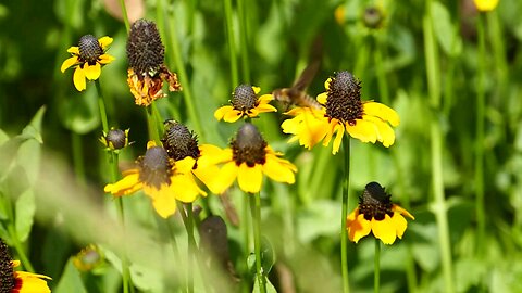 "Clasping Coneflower: A Hardy Flower for Pollinators"