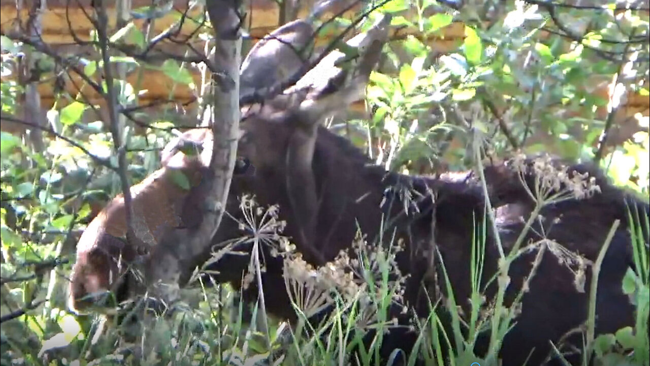 Moose lunchtime at the Ranch