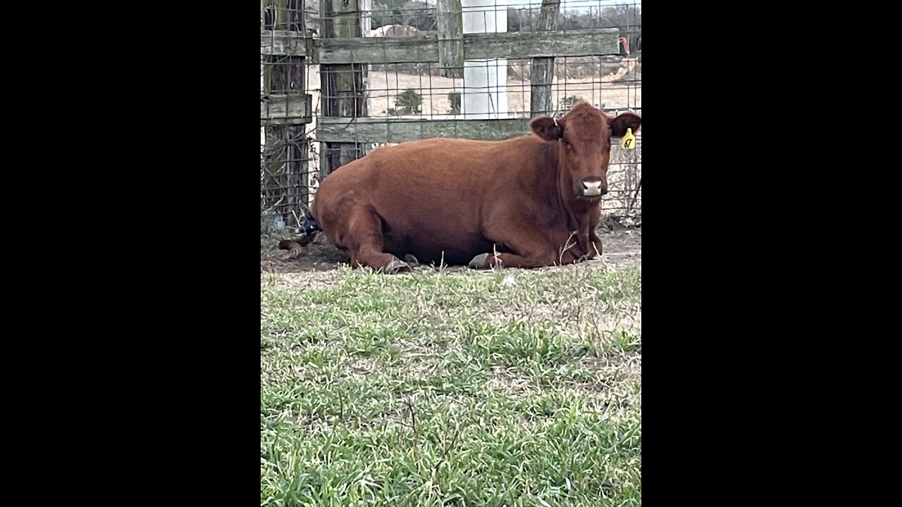 Heifer having calf