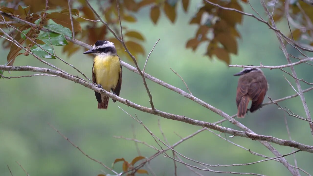 CatTV: Great Kiskadee hanging around then flying off