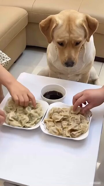 THE PICKEST LABRADOR ALIVE #FUNNY HILARIOUS 😂