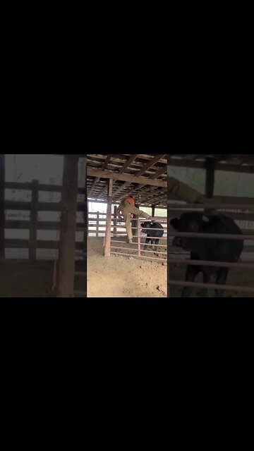 Sorting bulls can put you in the danger zone! #bull #cattle #farm #ranch #ranchlife #cowboys #cowboy