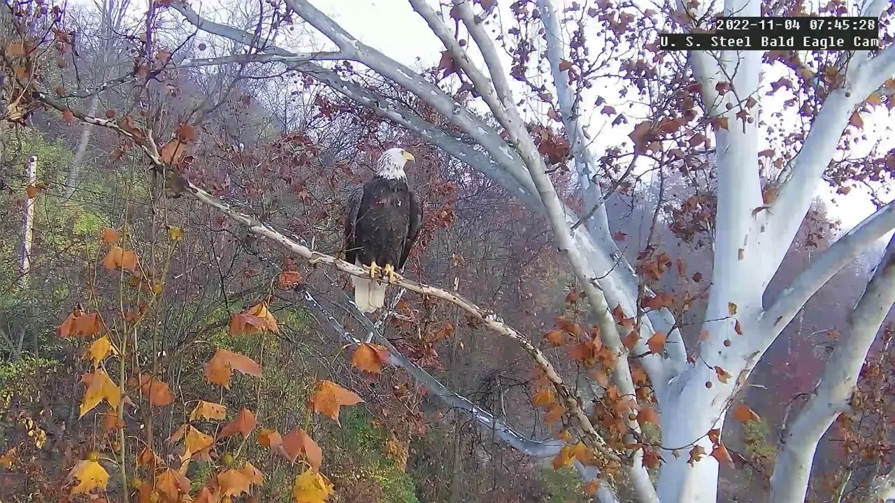 USS Eagles - Dad breaks off twig