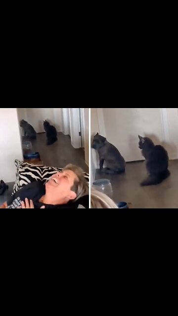 Cat puts cane corso puppy in time out