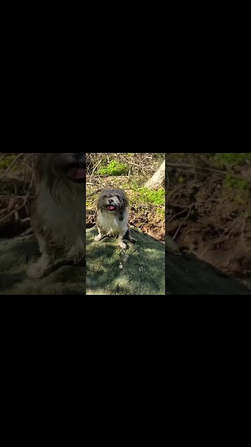 #shorts #dogs #nature