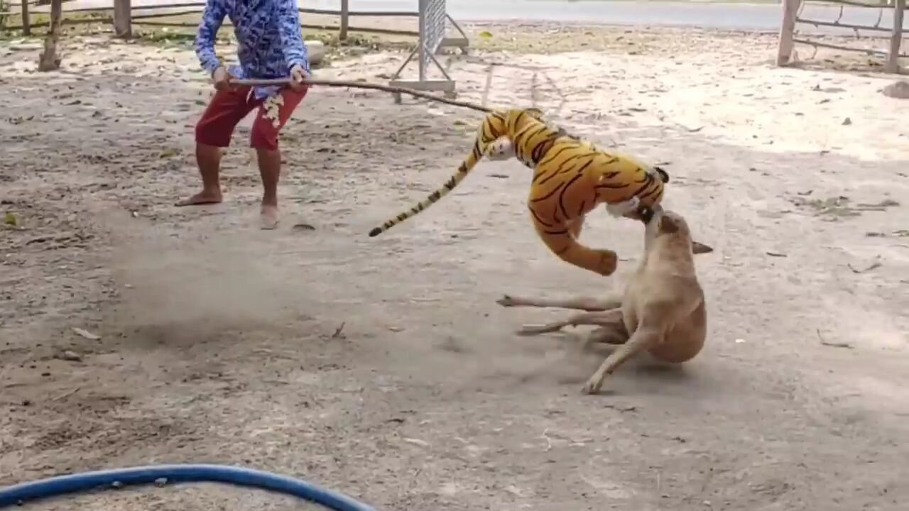 Must Watch!!! Fake Tiger Prank Dog Run So Funny Comedy Video 2021