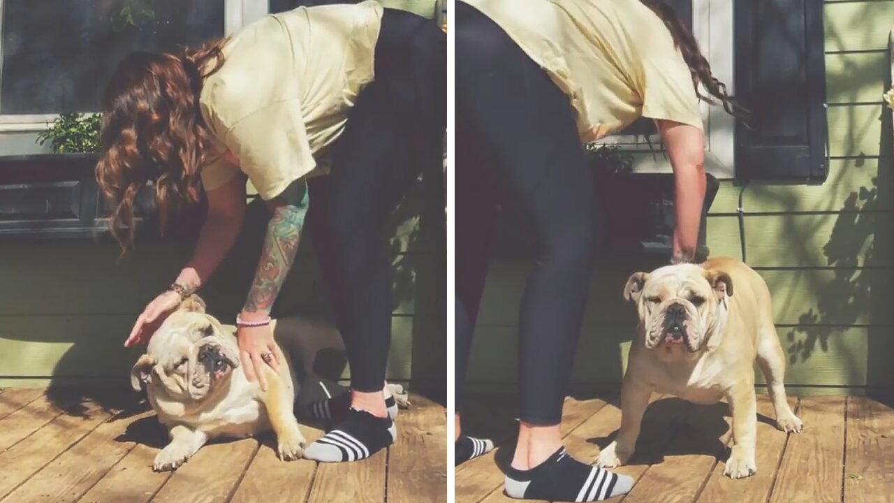 Lazy Bulldog Puppy Refuses To Wake Up From Sun Nap
