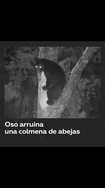Oso intenta robar la miel de una colmena de abejas