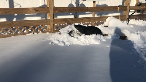 Our pig- stuck in snow