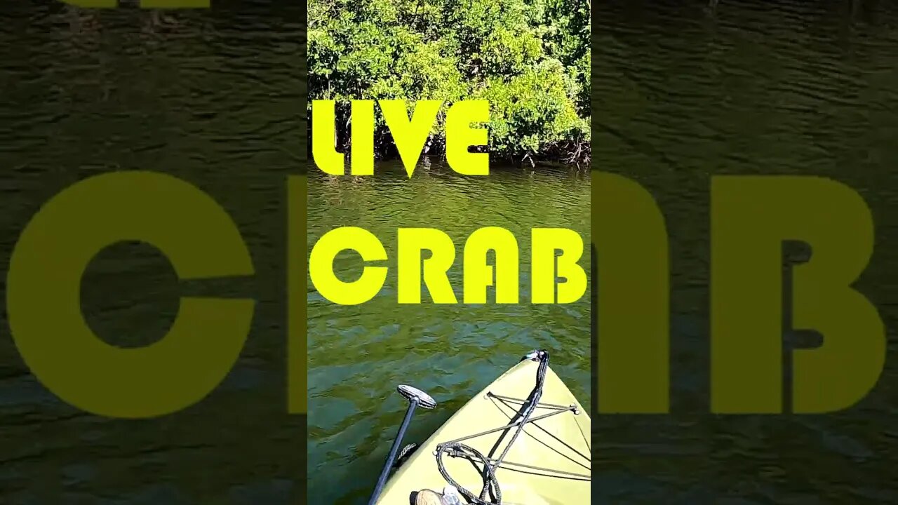 Redfish From Lifetime Tamarack On Fiddler Crab #shorts #fishing #florida