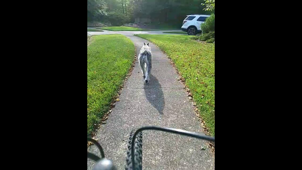 Fafner the Schnauzer goes for bike ride