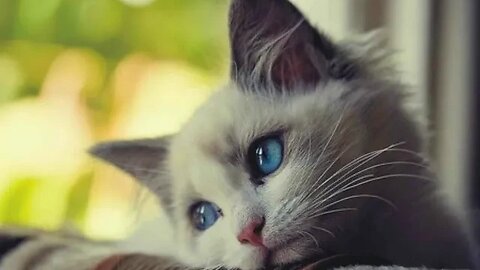 16 Coisas Que EMOCIONALMENTE Machucam Seu Gato Tome Esses Cuidados!